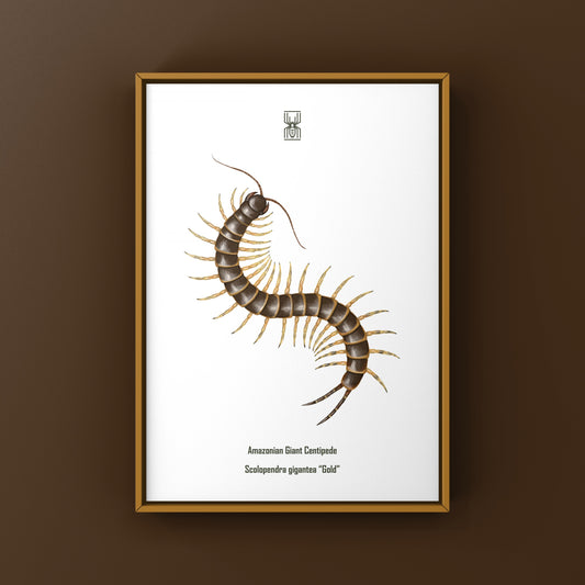 Amazonian Giant Centipede Art Print (Scolopendra gigantea "Gold")