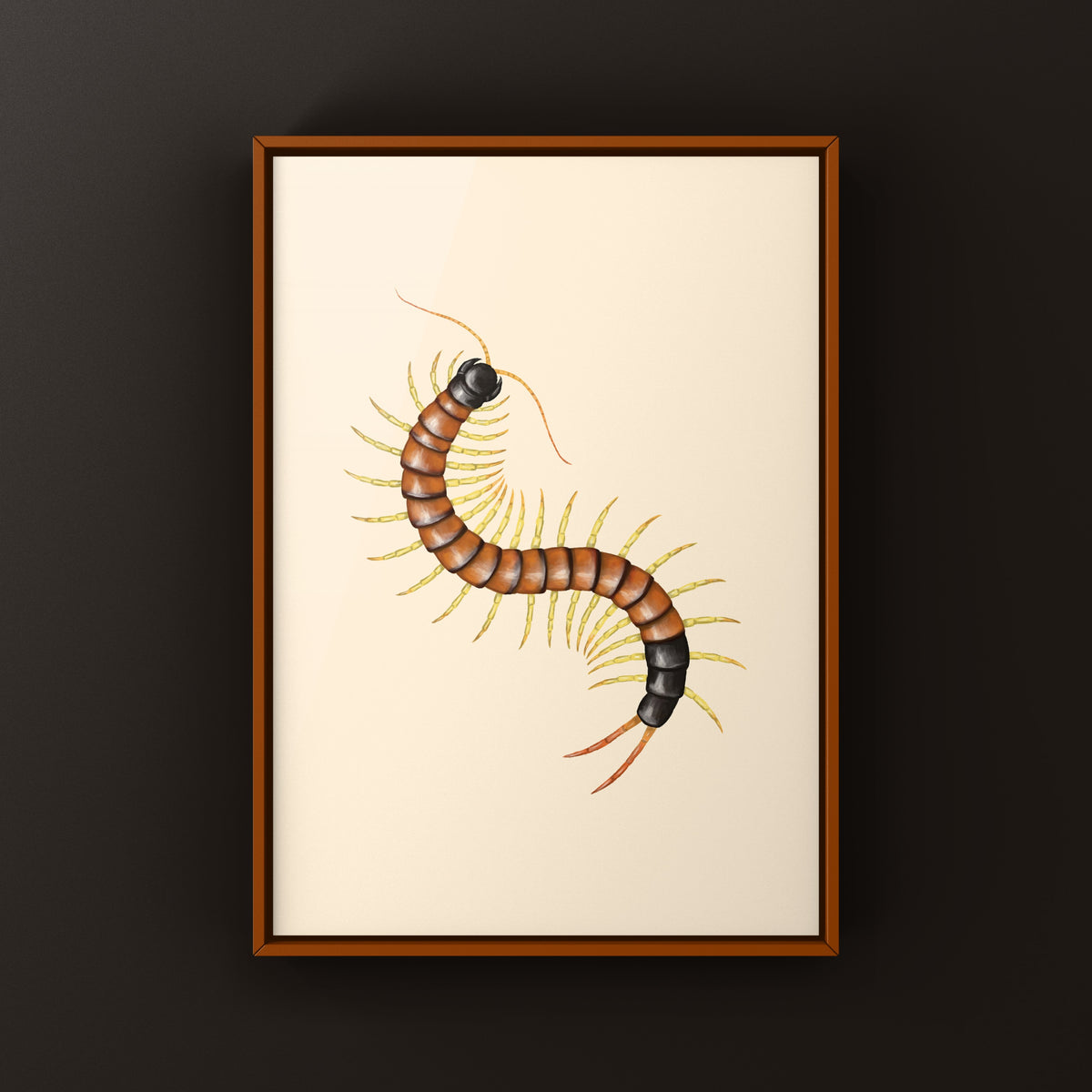 Giant Desert Centipede Art Print (Scolopendra heros arizonensis "Lineated")