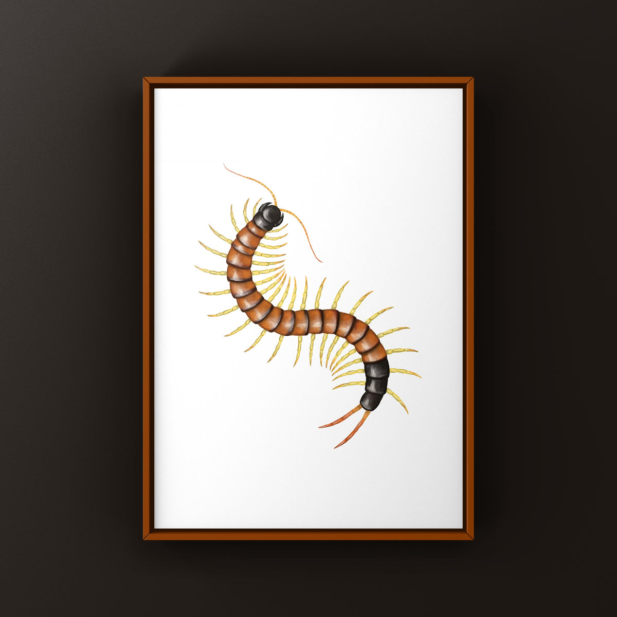 Giant Desert Centipede Art Print (Scolopendra heros arizonensis "Lineated")