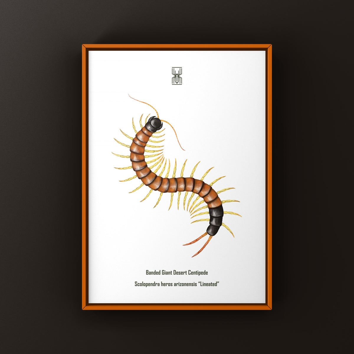 Giant Desert Centipede Art Print (Scolopendra heros arizonensis "Lineated")