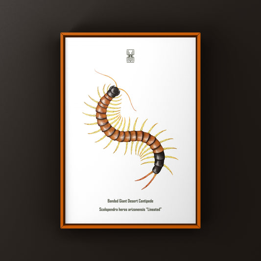 Lineated giant desert centipede art print by The Silk Ranch, showcasing detailed Scolopendra heros arizonensis illustration.