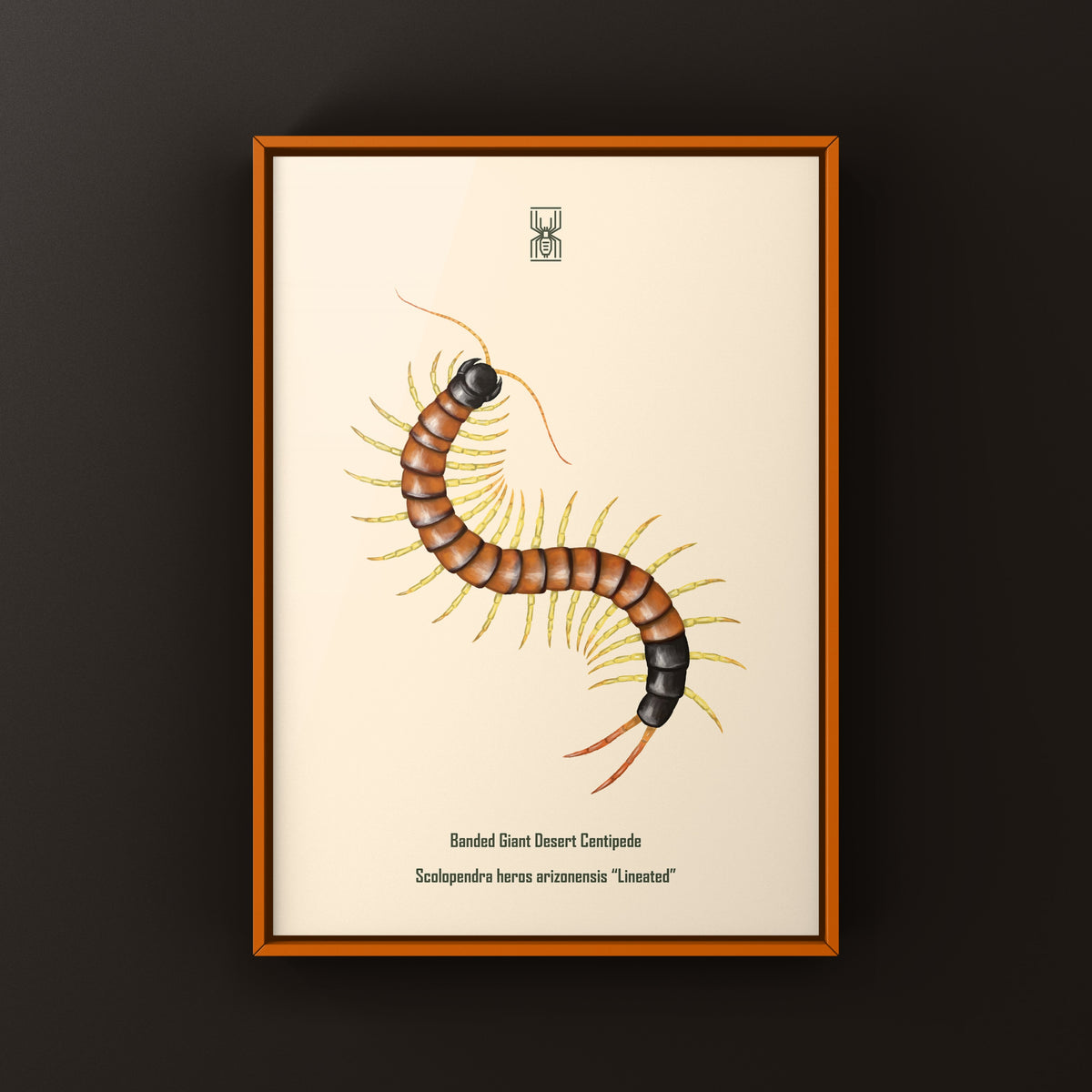 Giant Desert Centipede Art Print (Scolopendra heros arizonensis "Lineated")