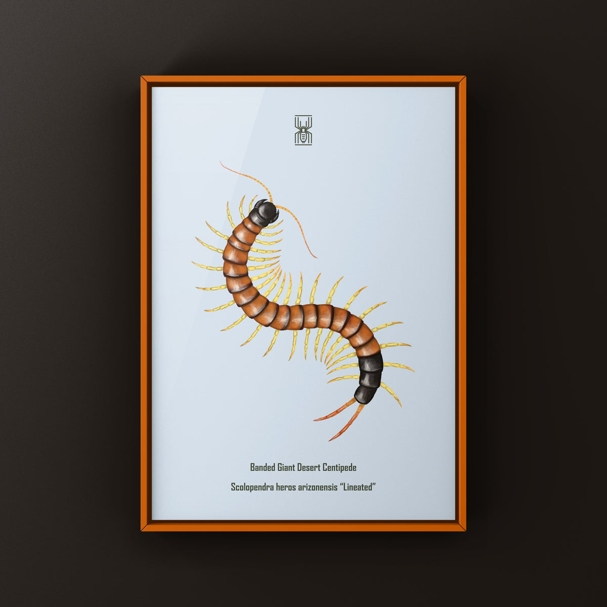 Giant Desert Centipede Art Print (Scolopendra heros arizonensis "Lineated")