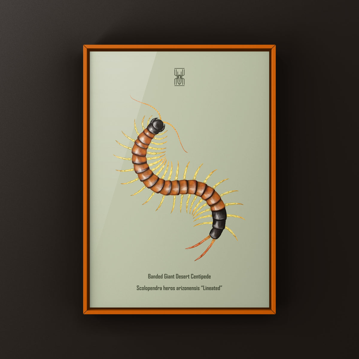 Giant Desert Centipede Art Print (Scolopendra heros arizonensis "Lineated")