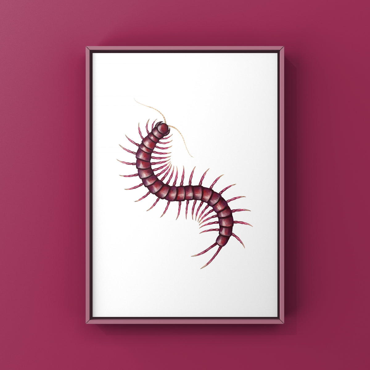Sumatran Purple Centipede Art Print (Scolopendra sp. Sumatran Purple)