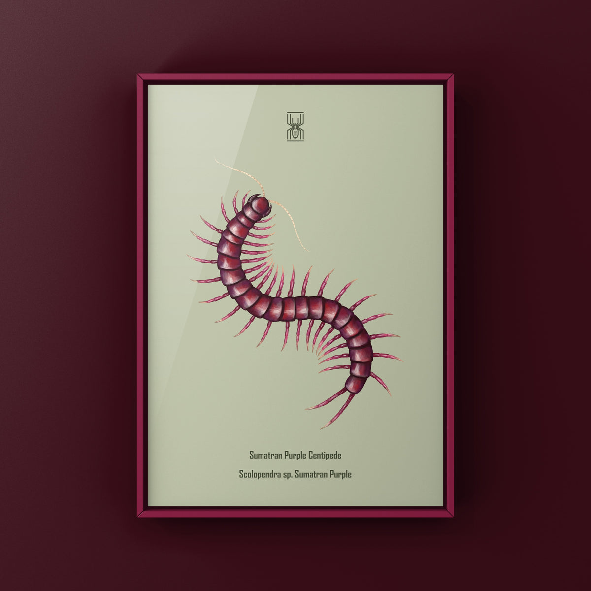 Sumatran Purple Centipede Art Print (Scolopendra sp. Sumatran Purple)