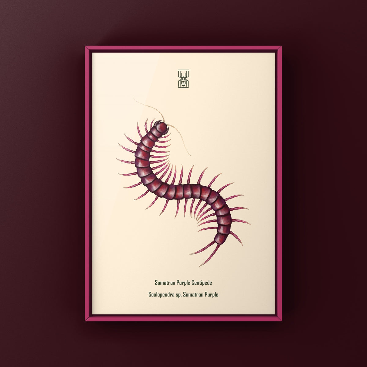 Sumatran Purple Centipede Art Print (Scolopendra sp. Sumatran Purple)