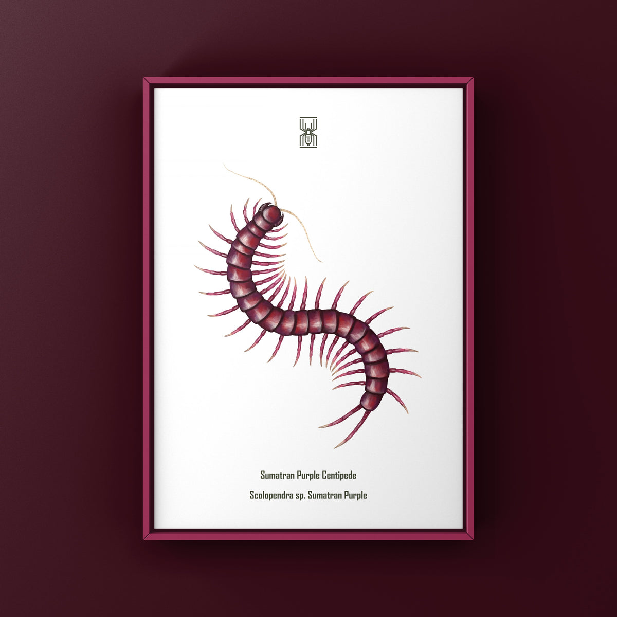 Sumatran Purple Centipede Art Print (Scolopendra sp. Sumatran Purple)