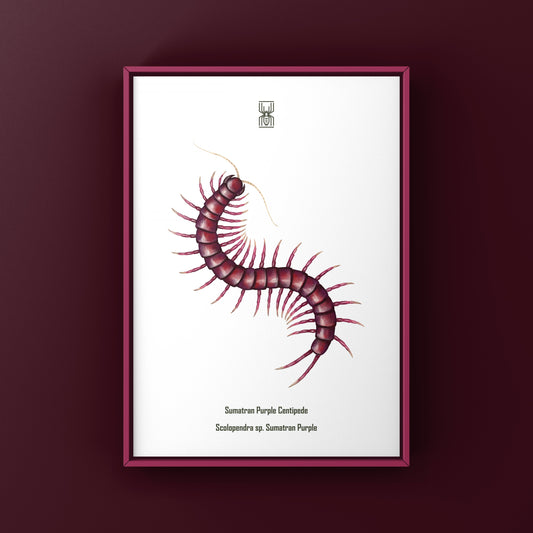 Sumatran Purple Centipede Art Print (Scolopendra sp. Sumatran Purple)