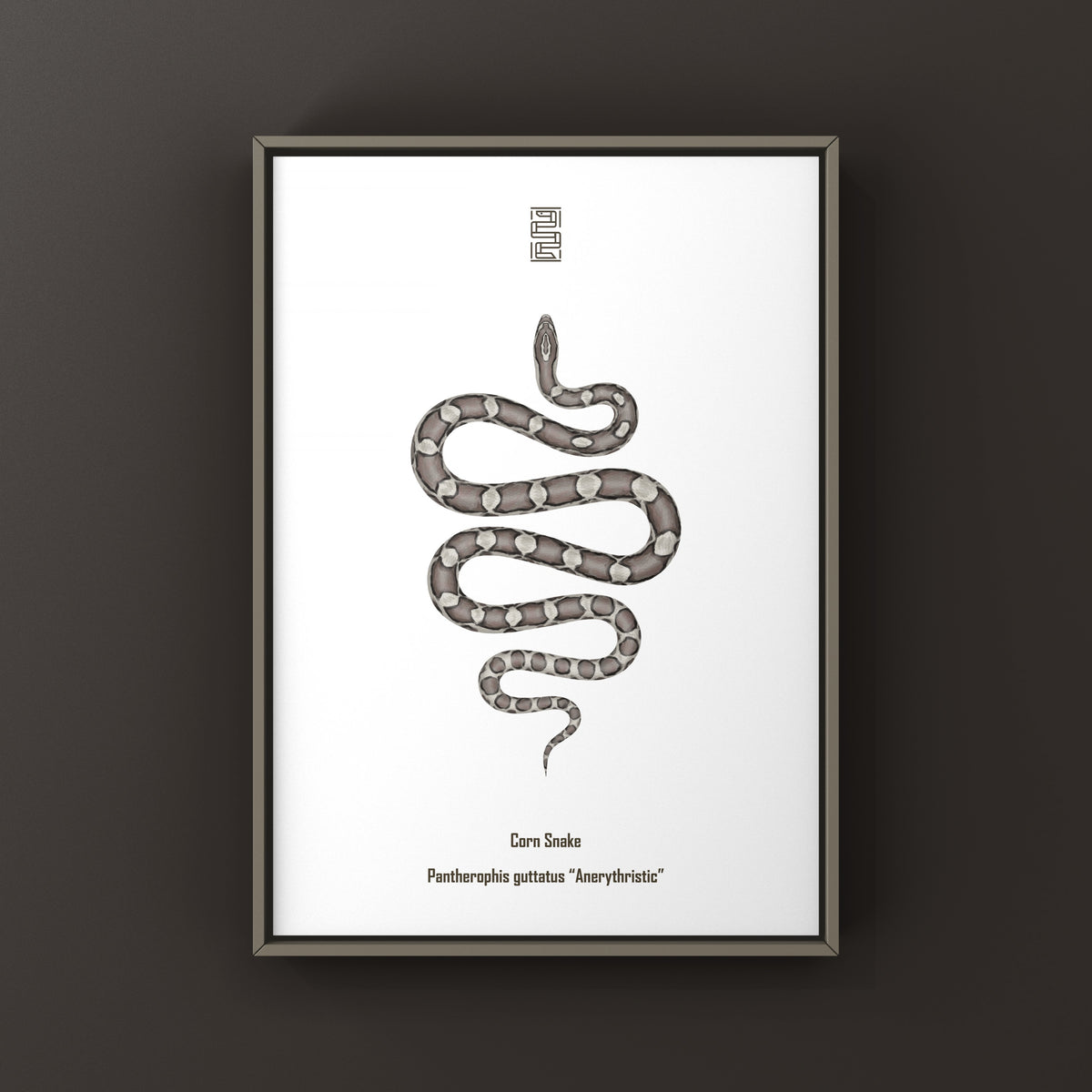 Anerythristic Corn Snake Art Print (Pantherophis guttatus)