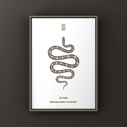 Anerythristic Corn Snake Art Print (Pantherophis guttatus)