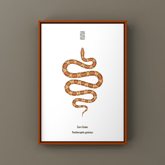 Corn Snake Art Print (Pantherophis guttatus)