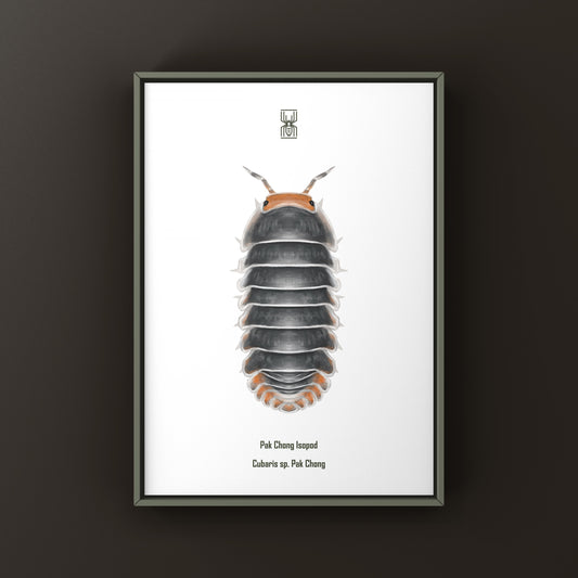 Pak Chong isopod art print featuring Cubaris sp. Pak Chong by The Silk Ranch