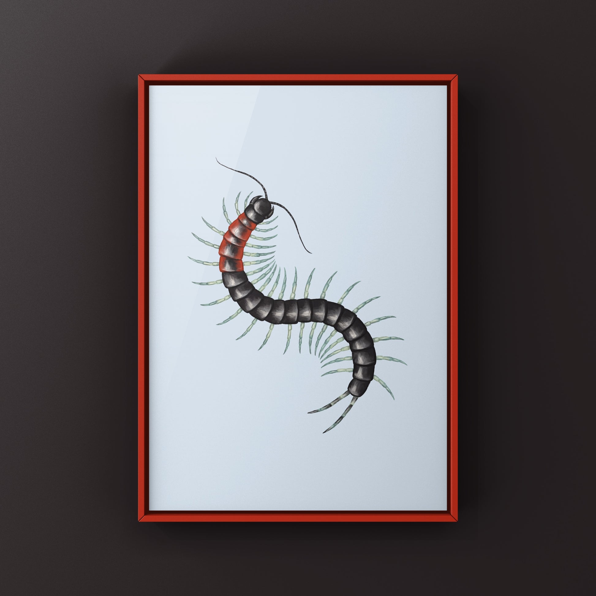 Colorful striped centipede art print featuring a Scolopendra laeta, showcasing detailed insect illustration by The Silk Ranch.