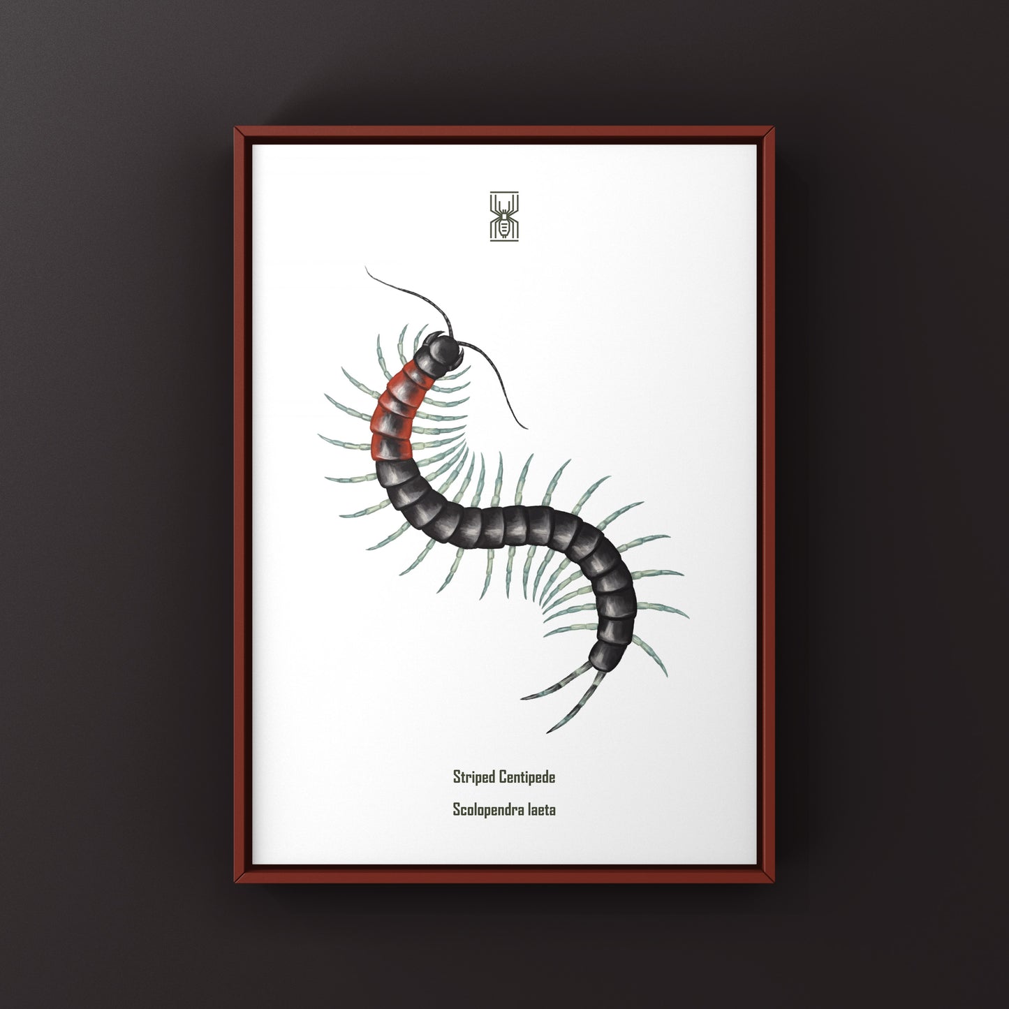Striped Centipede art print featuring vibrant colors and detailed illustration, showcasing the Scolopendra laeta in natural style.