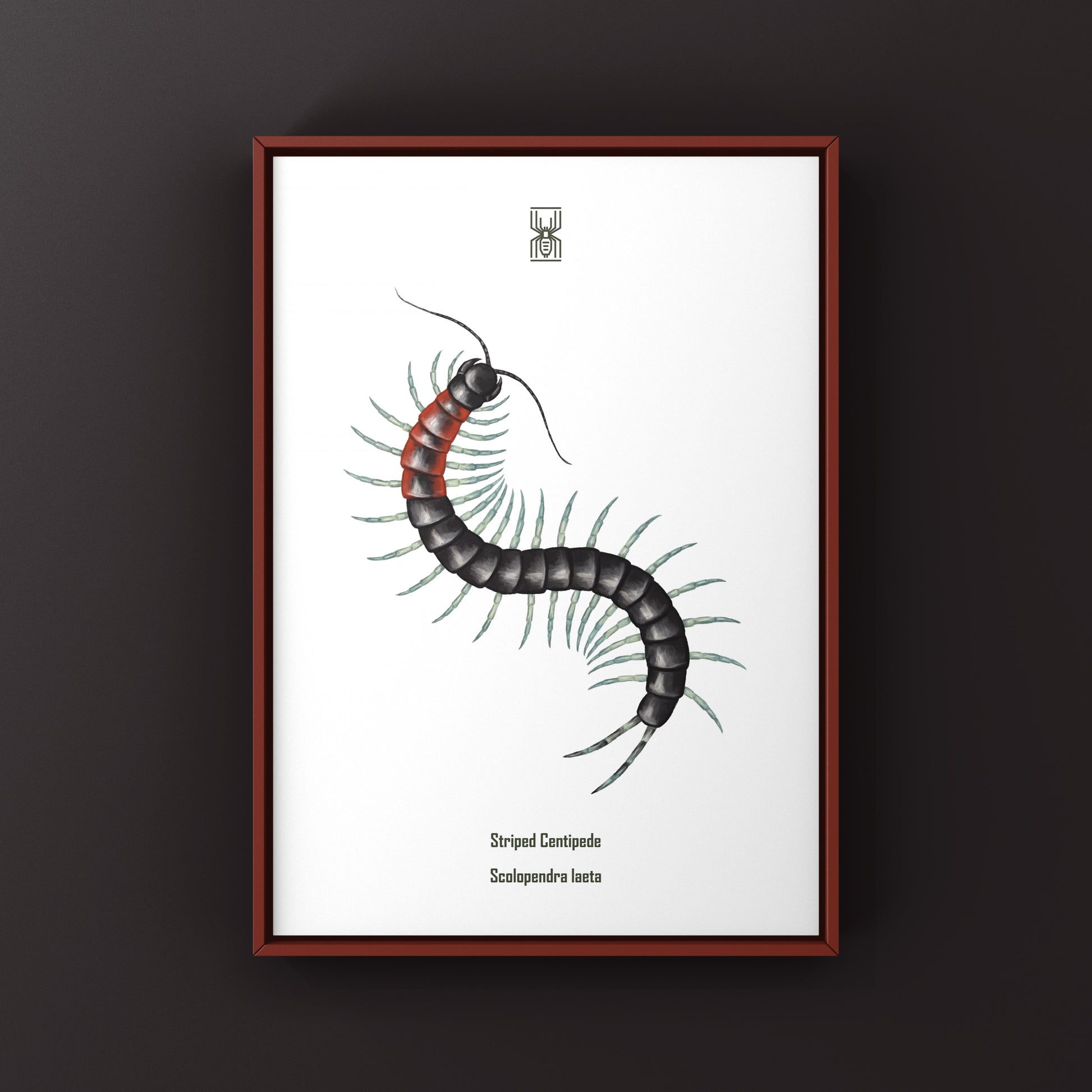 Striped Centipede art print featuring vibrant colors and detailed illustration, showcasing the Scolopendra laeta in natural style.