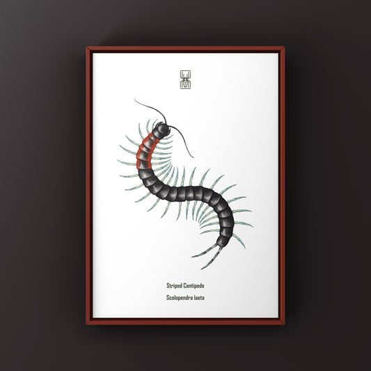 Striped Centipede (Scolopendra laeta) Art Print from The Silk Ranch