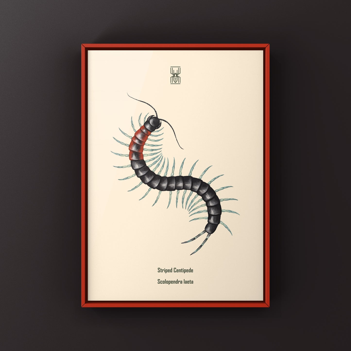 Striped Centipede Scolopendra laeta art print featuring detailed, colorful depiction of this tropical centipede on textured paper.