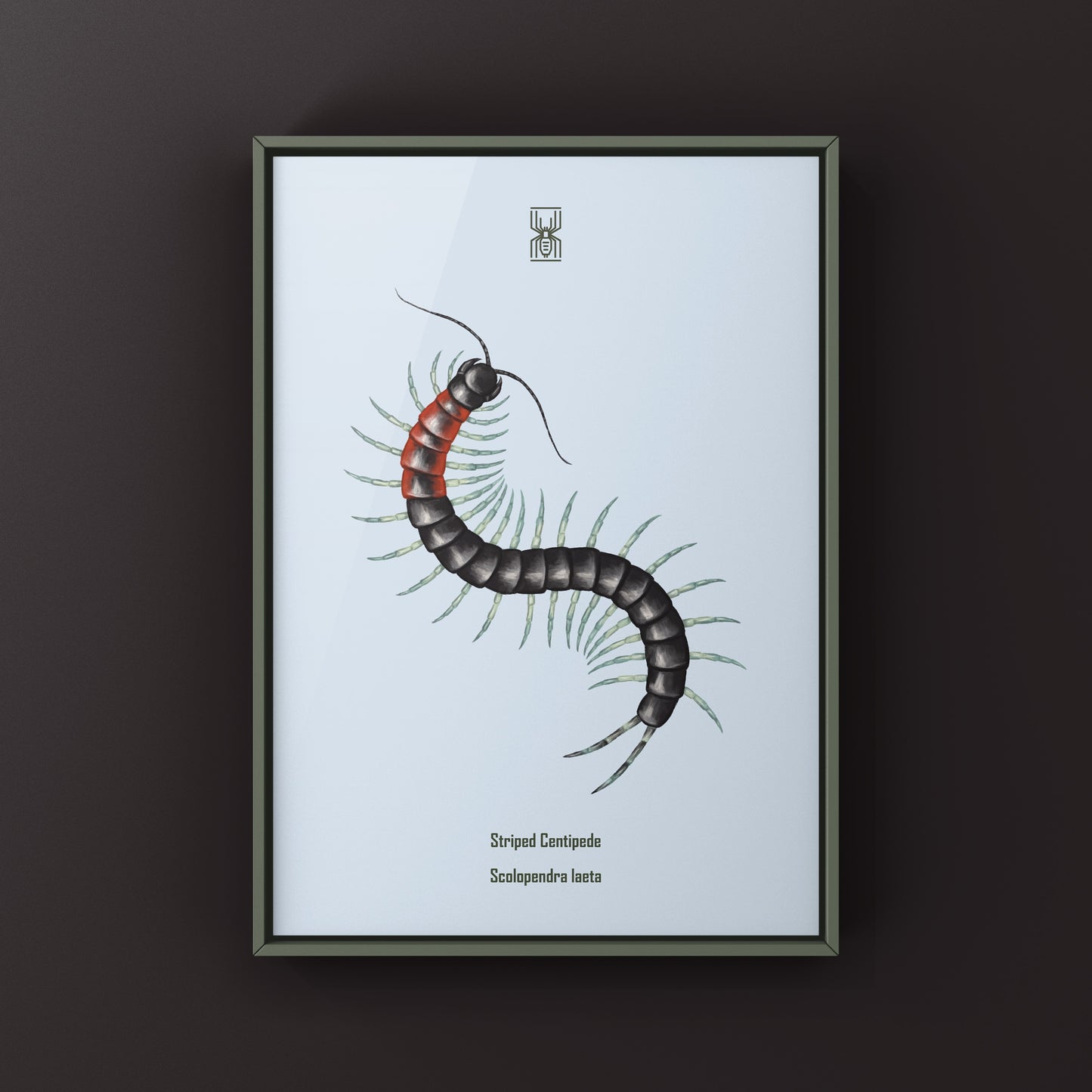 Striped Centipede Scolopendra laeta art print by The Silk Ranch, showcasing detailed, colorful centipede illustration on textured paper.