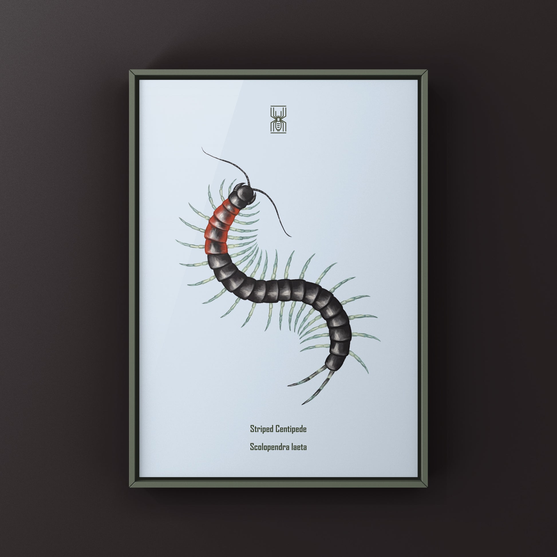 Striped Centipede Scolopendra laeta art print by The Silk Ranch, showcasing detailed, colorful centipede illustration on textured paper.