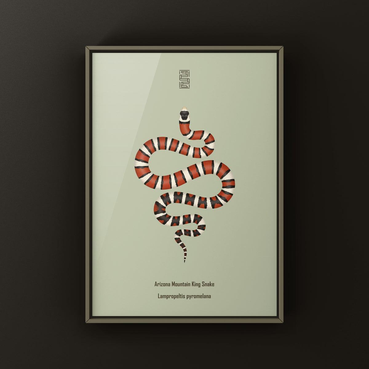 Arizona Mountain Kingsnake Art Print (Lampropeltis pyromelana)