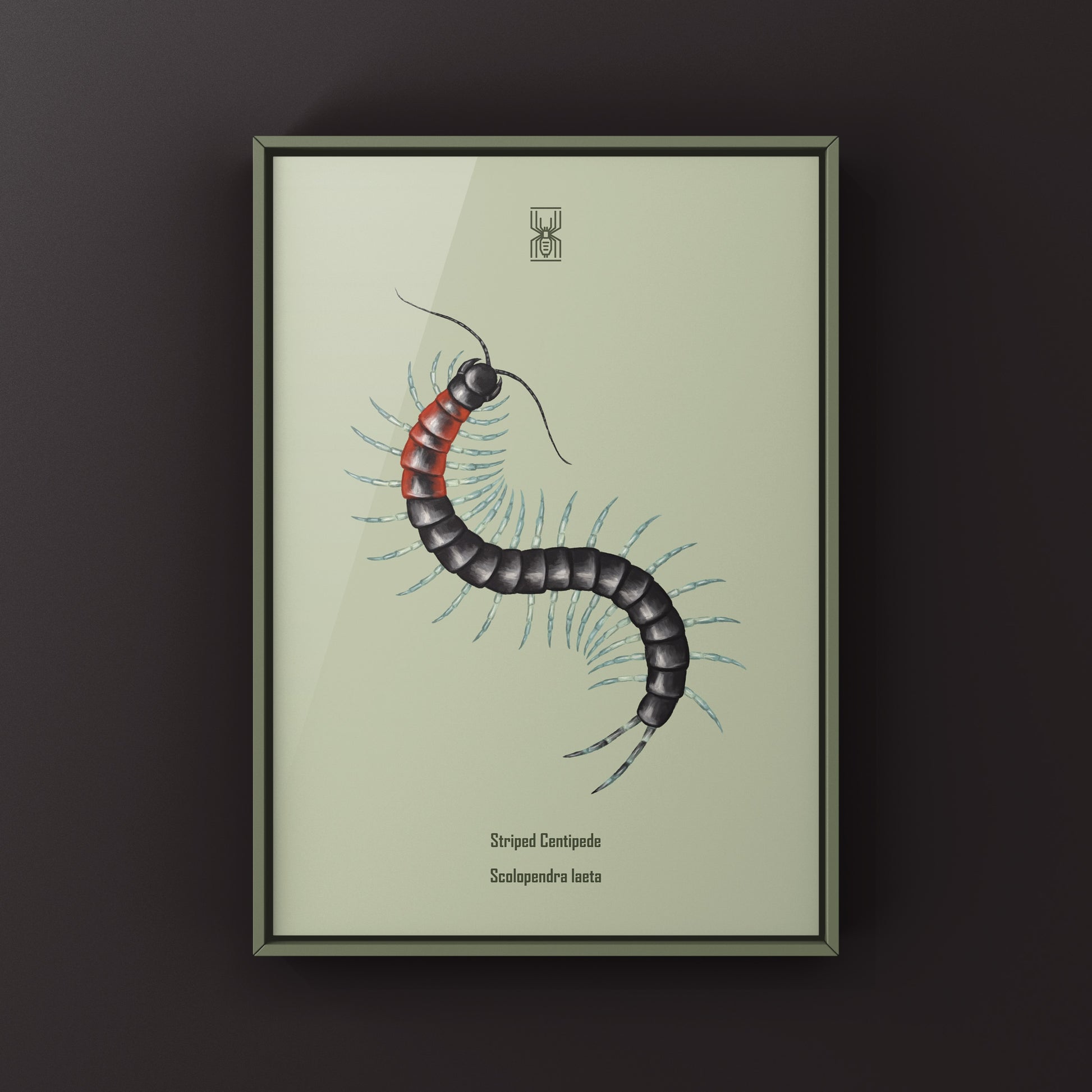 Colorful striped centipede art print featuring a Scolopendra laeta, showcasing vibrant patterns and intricate details in natural tones.