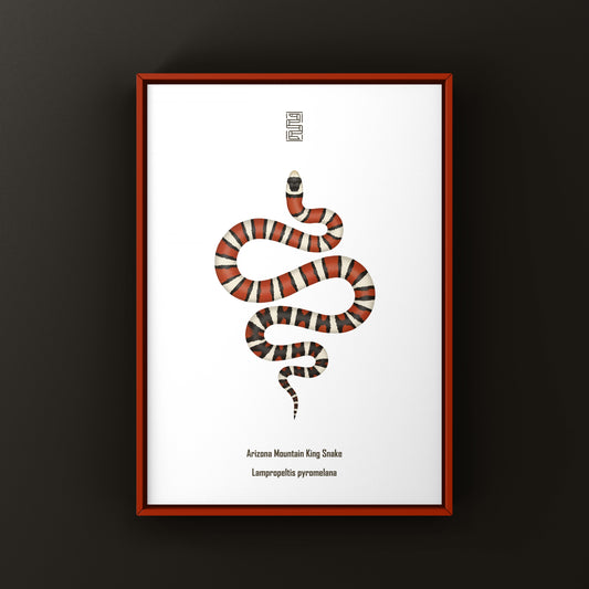 Arizona Mountain Kingsnake Art Print (Lampropeltis pyromelana)