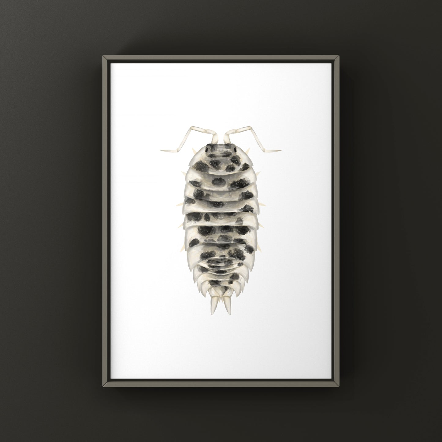 Dairy Cow Isopod art print featuring Porcellio laevis “Dairy Cow” crustacean in detailed black and white illustration style.