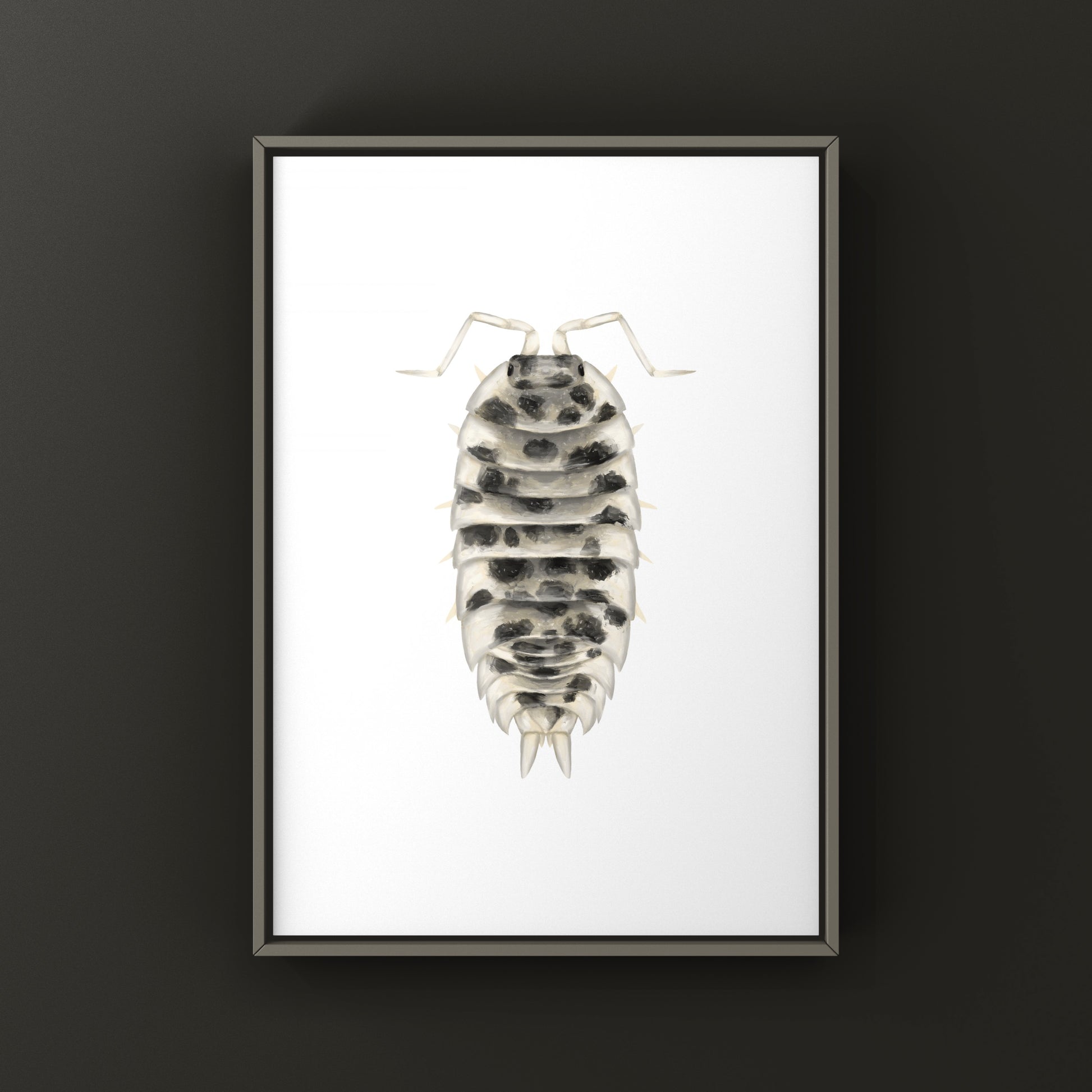Dairy Cow Isopod art print featuring Porcellio laevis “Dairy Cow” crustacean in detailed black and white illustration style.