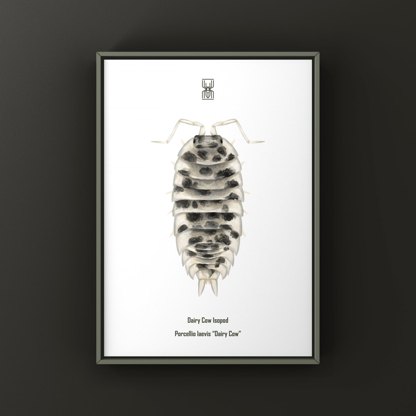 Dairy Cow Isopod (Porcellio laevis “Dairy Cow”) art print featuring detailed illustration of this colorful crustacean.