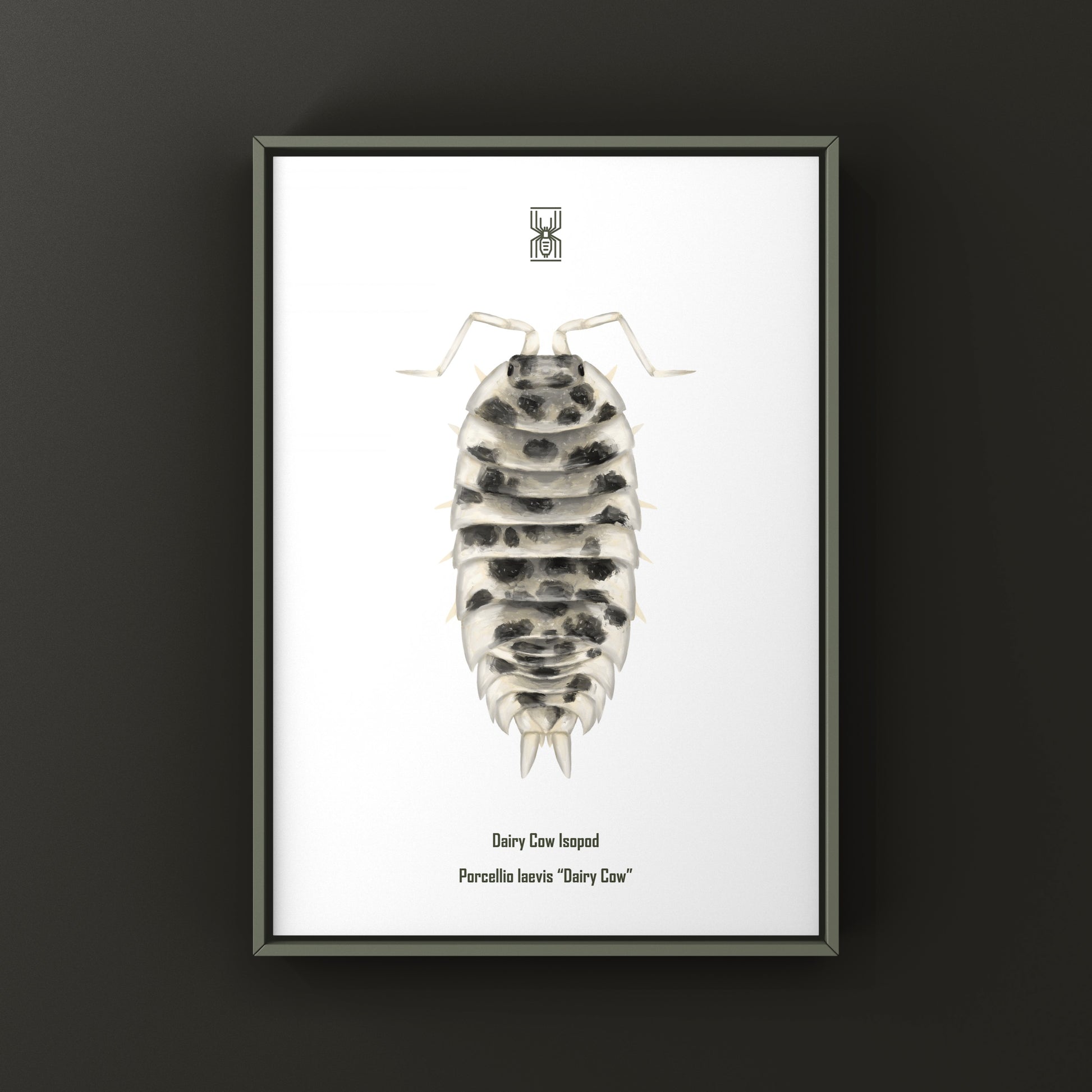 Dairy Cow Isopod (Porcellio laevis “Dairy Cow”) art print featuring detailed illustration of this colorful crustacean.