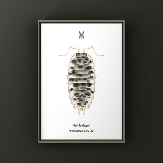 Dairy Cow Isopod (Porcellio laevis “Dairy Cow”) Art Print from The Silk Ranch