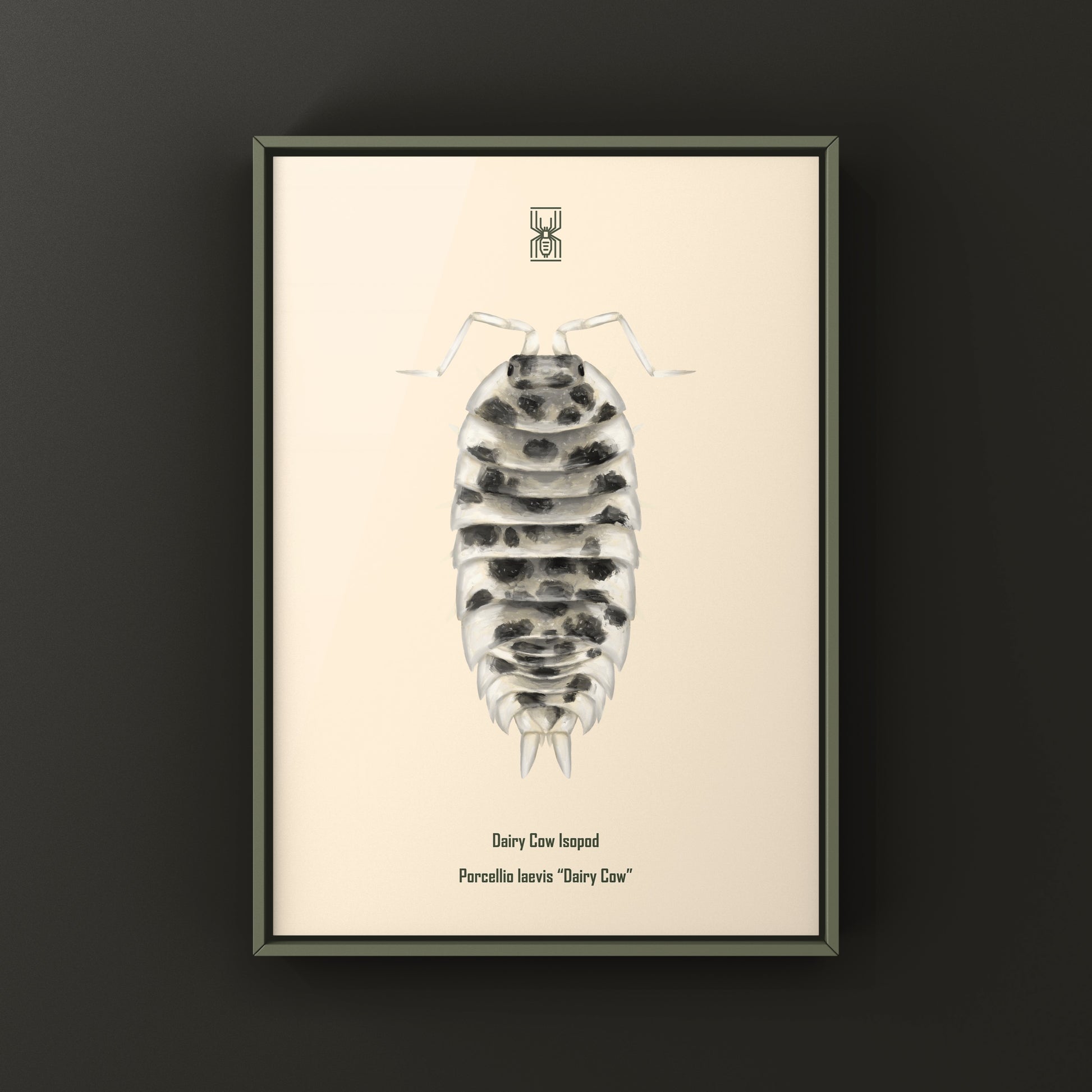 Dairy Cow Isopod Porcellio laevis art print showcasing detailed illustrations of the dairy cow isopod species.