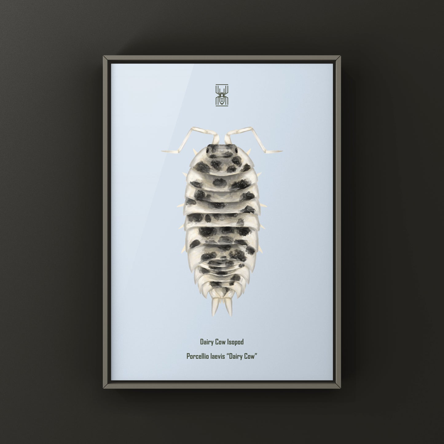 Dairy Cow Isopod art print featuring detailed illustration of Porcellio laevis “Dairy Cow” on white background