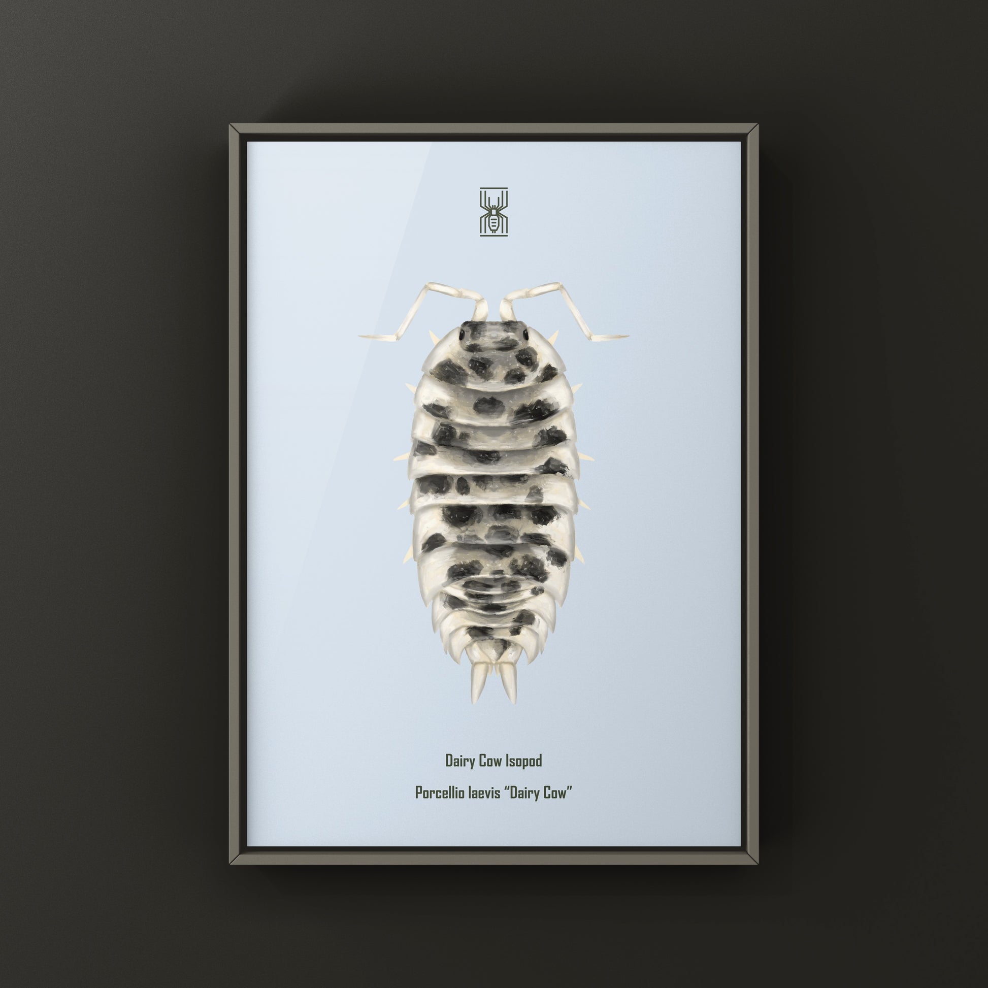 Dairy Cow Isopod art print featuring detailed illustration of Porcellio laevis “Dairy Cow” on white background