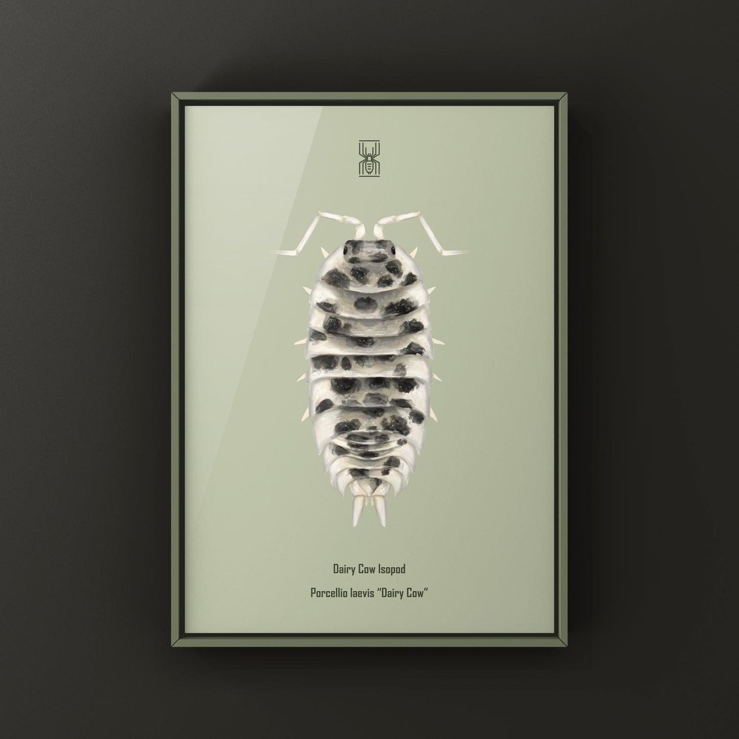 Dairy Cow Isopod Porcellio laevis art print featuring detailed illustration of a dairy cow isopod on white background.
