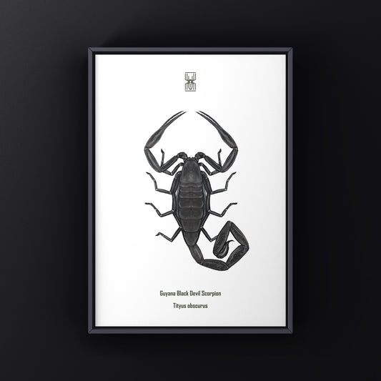 Guyana Black Devil Scorpion (Tityus obscurus) Art Print from The Silk Ranch