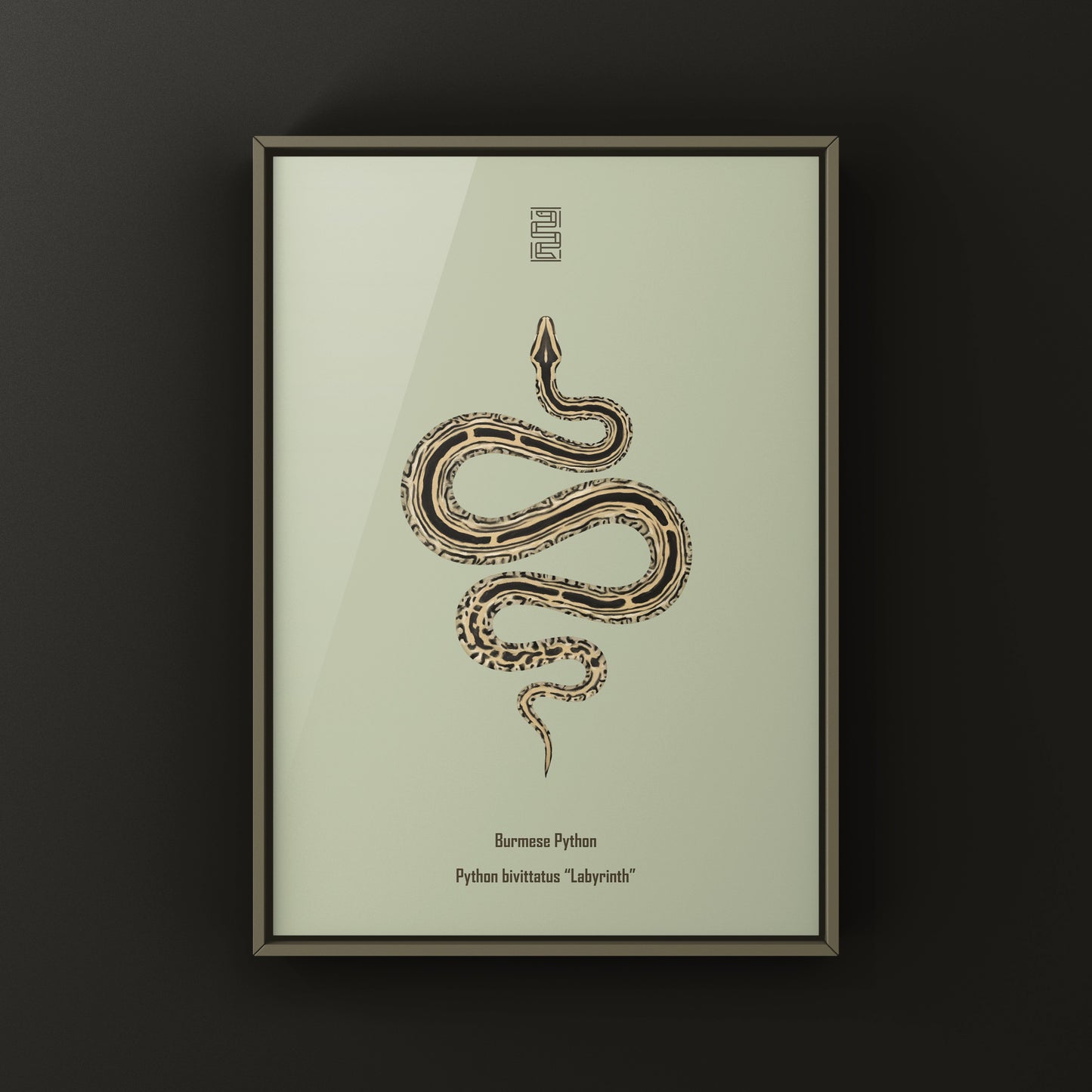 Burmese Python art print featuring a detailed illustration of a Python bivittatus on white background, by The Silk Ranch.