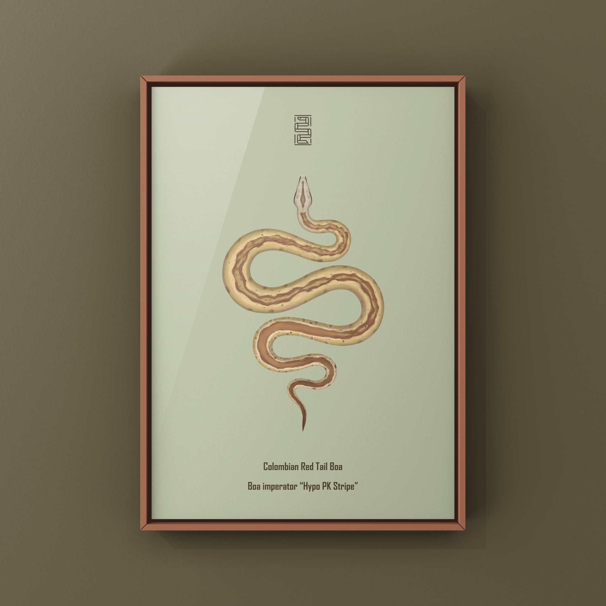 Colorful art print of a Hypo PK Stripe Colombian Red Tail Boa (Boa imperator) by The Silk Ranch, showcasing detailed snake illustration.