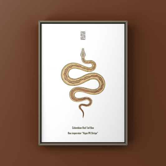 Hypo PK Stripe Colombian Red Tail Boa (Boa imperator) Art Print from The Silk Ranch