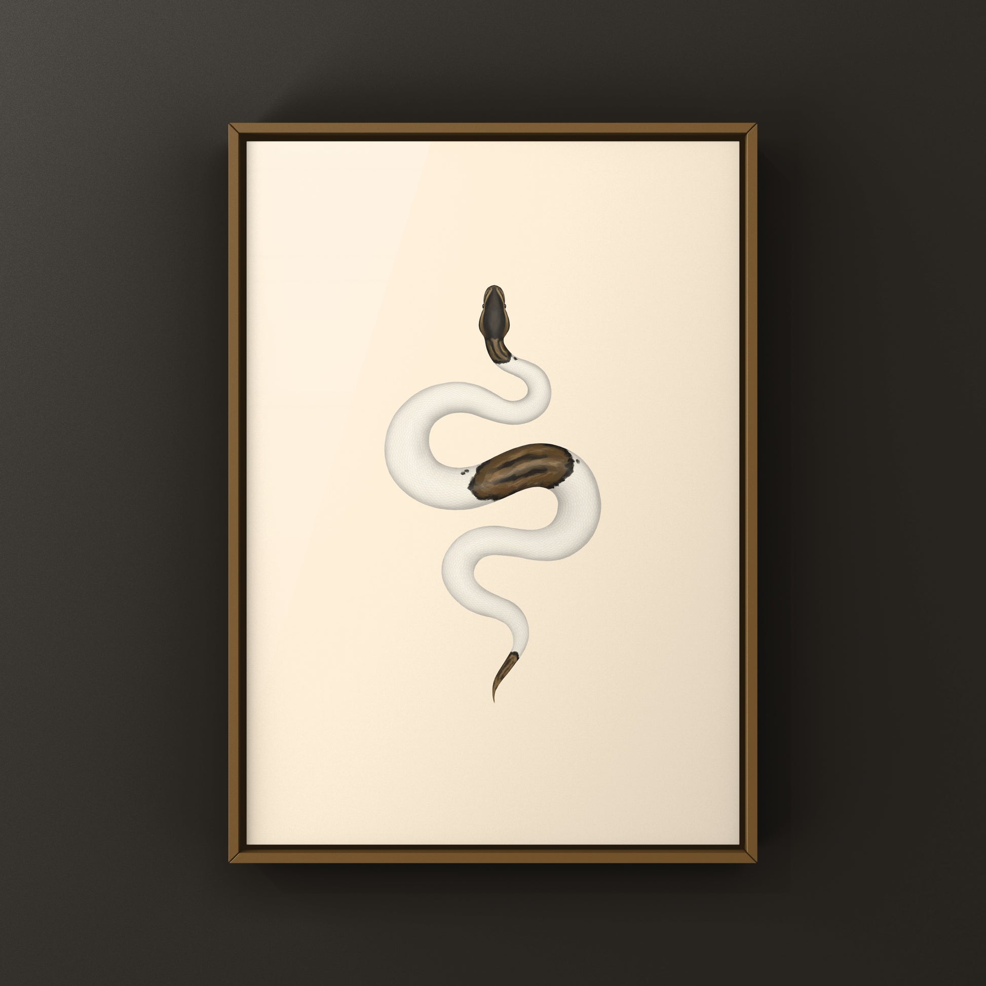 Cinnamon Pied Ball Python art print by The Silk Ranch showing detailed illustration of the Python regius with cinnamon and pied patterns.