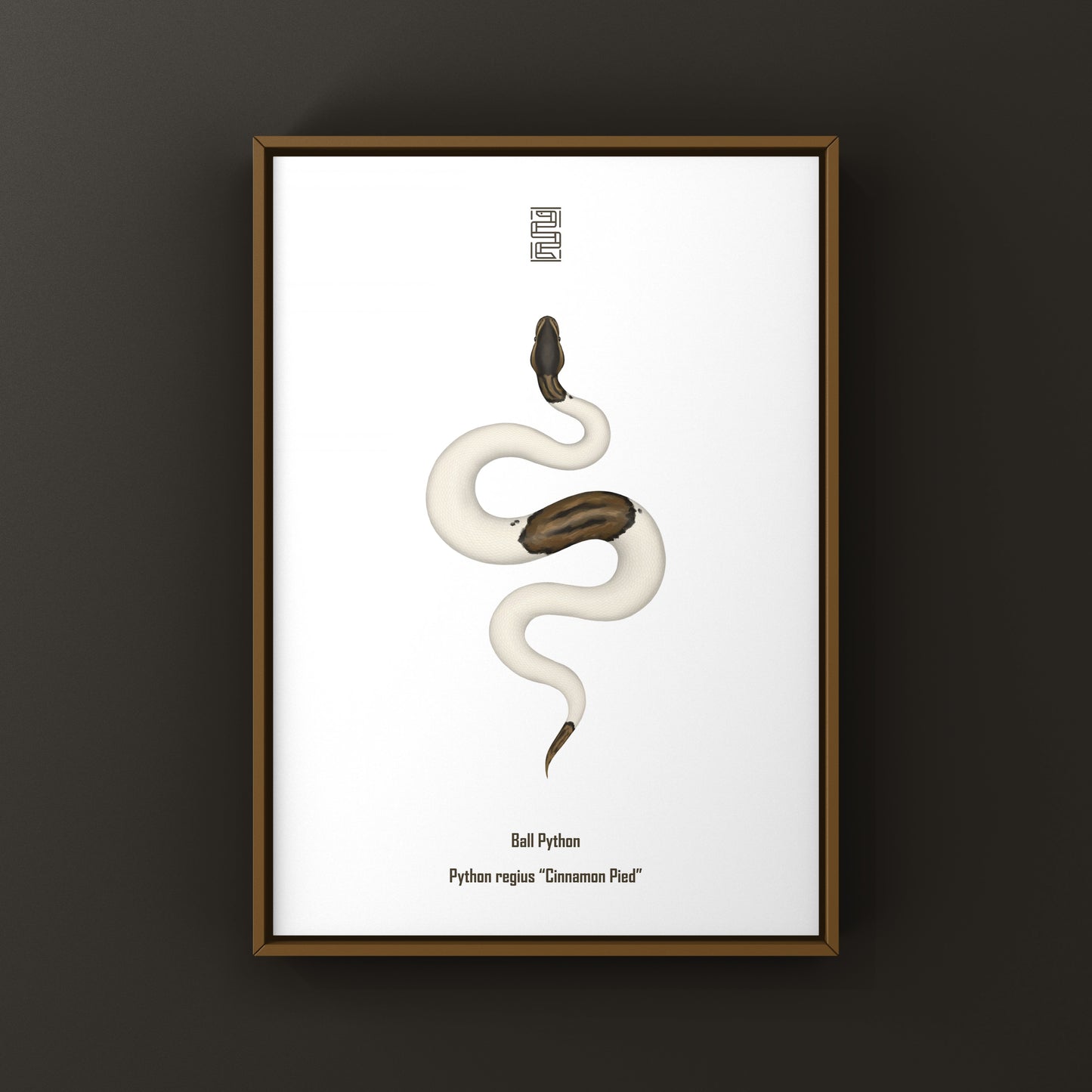 Cinnamon Pied Ball Python art print showing detailed illustration of the Python regius with unique cinnamon and pied markings.