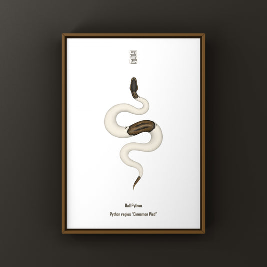 Cinnamon Pied Ball Python (Python regius) Art Print from The Silk Ranch