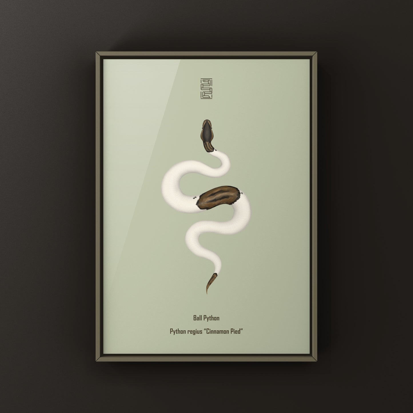 Cinnamon Pied Ball Python art print by The Silk Ranch showing detailed illustration of a python with cinnamon and pied coloration.