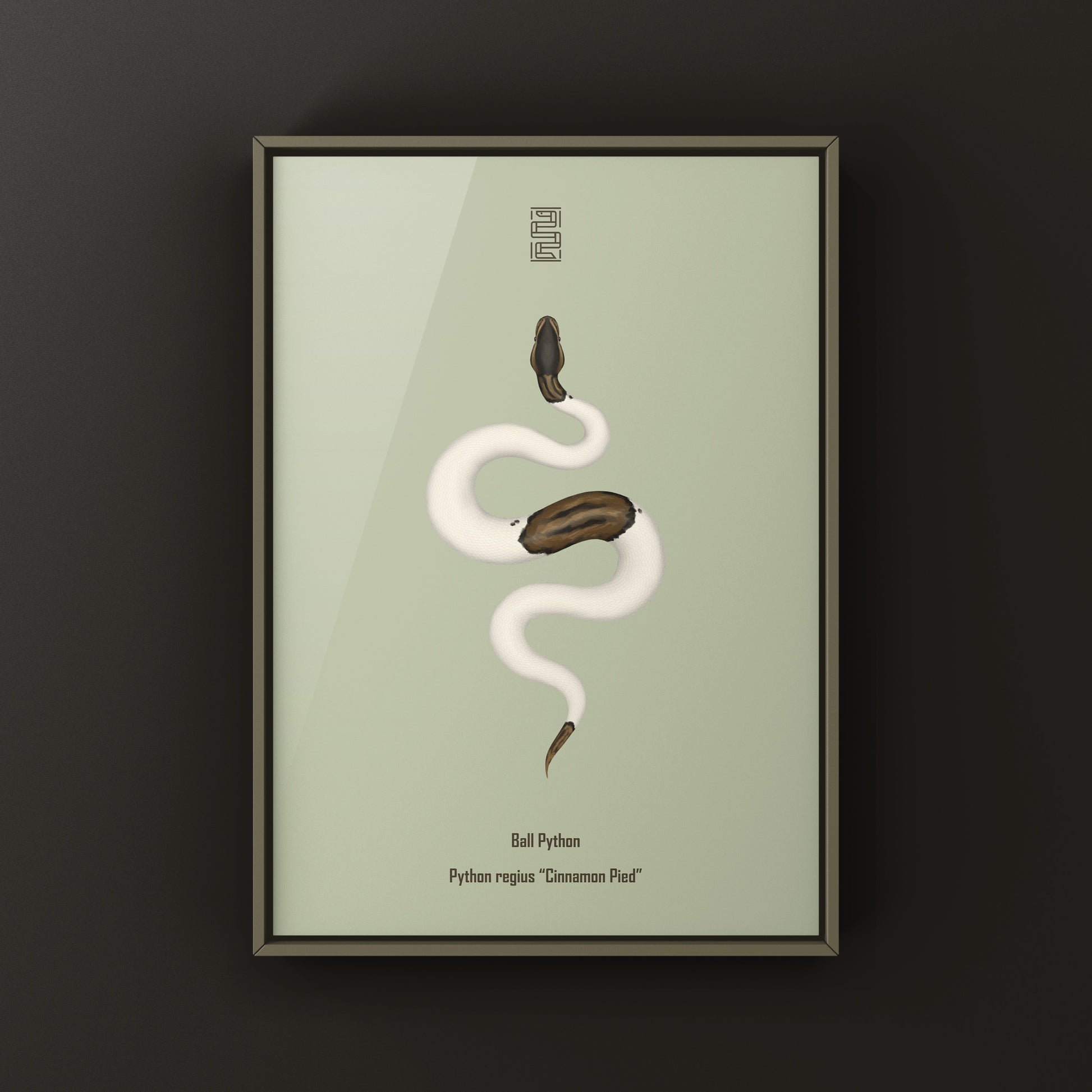 Cinnamon Pied Ball Python art print by The Silk Ranch showing detailed illustration of a python with cinnamon and pied coloration.