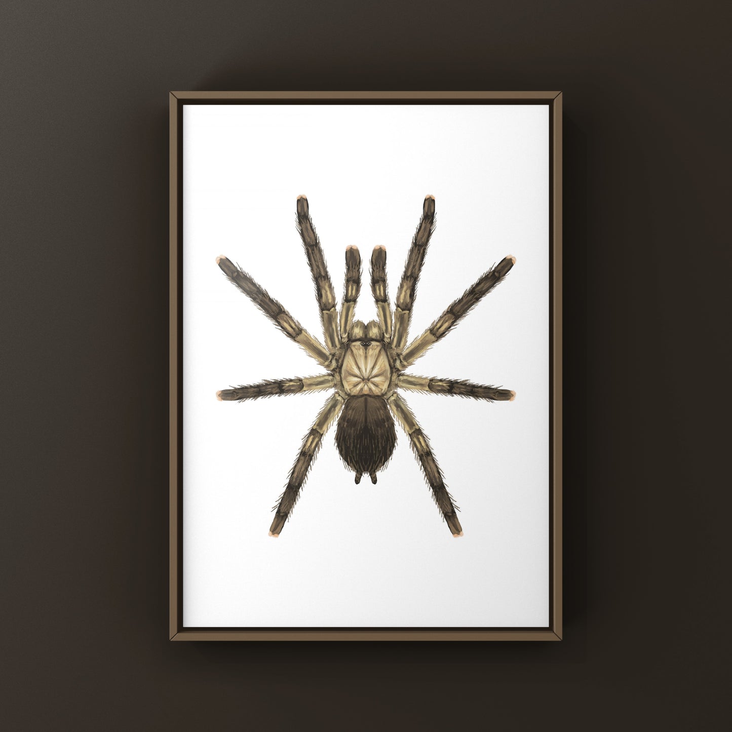 Puerto Rican Pinktoe Tarantula (Caribena laeta) Art Print from The Silk Ranch