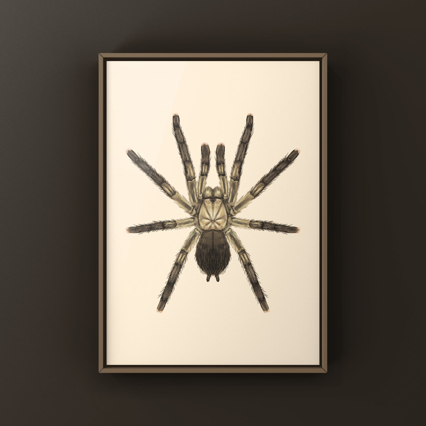 Puerto Rican Pinktoe Tarantula (Caribena laeta) Art Print from The Silk Ranch