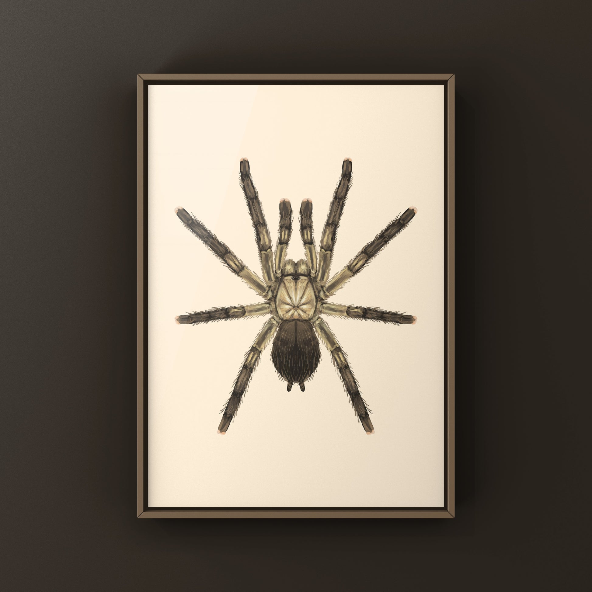 Puerto Rican Pinktoe Tarantula (Caribena laeta) Art Print from The Silk Ranch