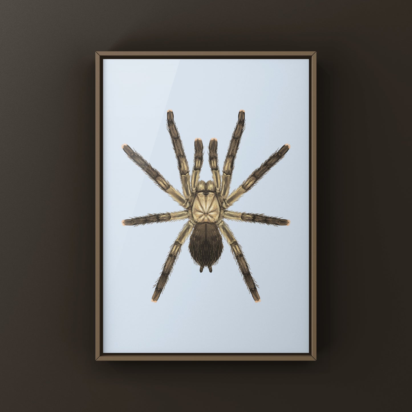 Puerto Rican Pinktoe Tarantula (Caribena laeta) Art Print from The Silk Ranch