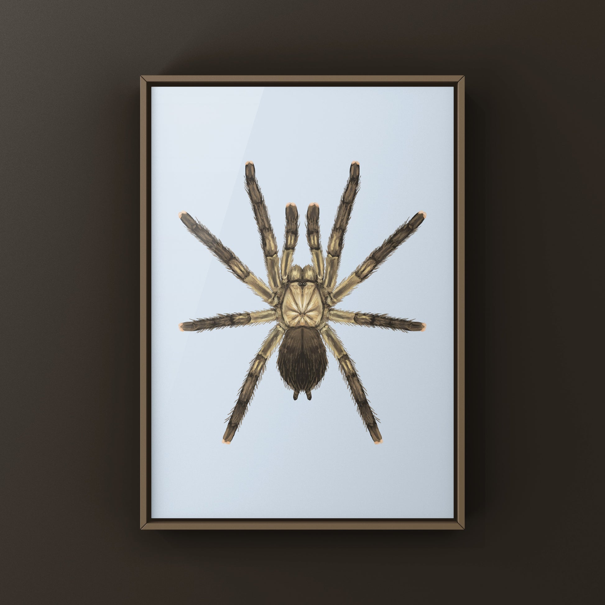 Puerto Rican Pinktoe Tarantula (Caribena laeta) Art Print from The Silk Ranch